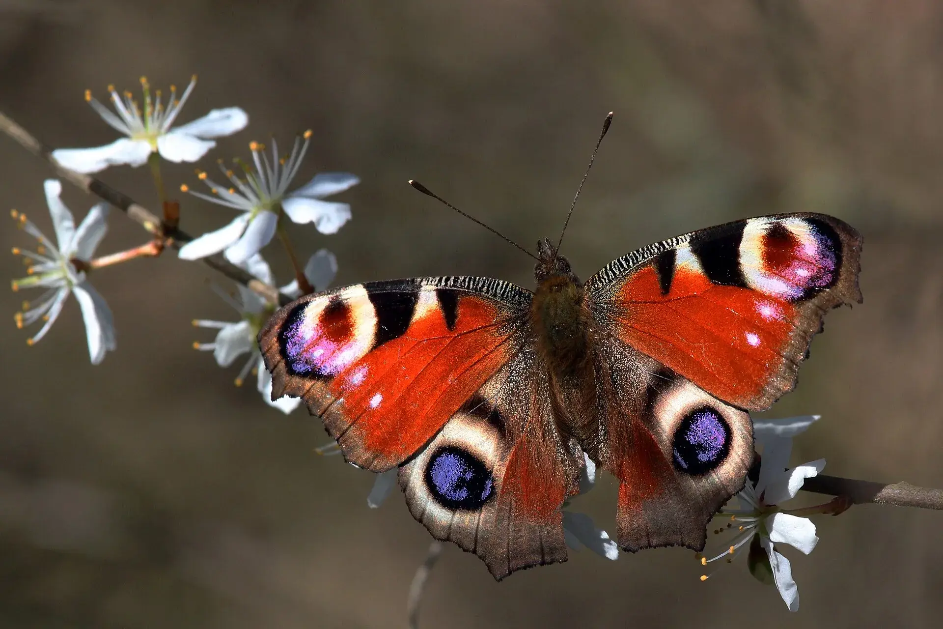 Camping Butterfly